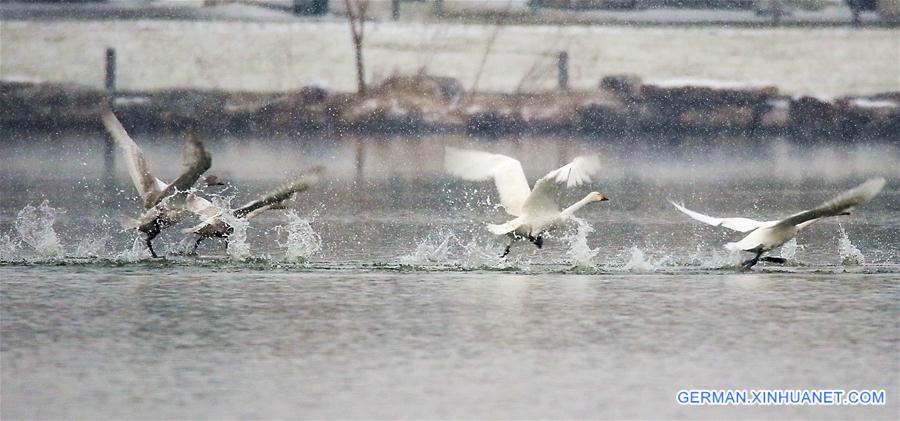 CHINA-BEIJING-WINTER-SWANS (CN)