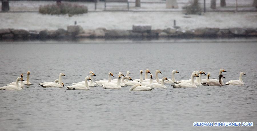 CHINA-BEIJING-WINTER-SWANS (CN)