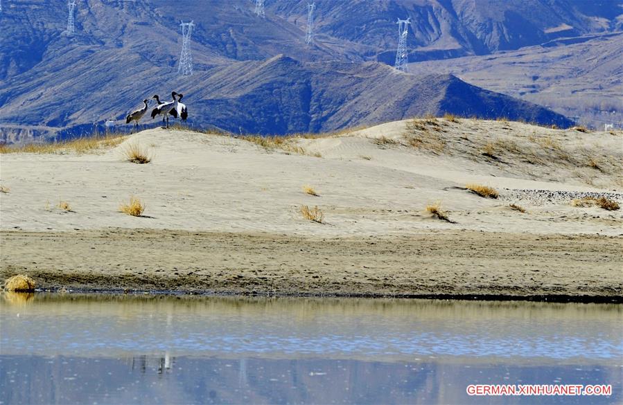 CHINA-TIBET-BLACK-NECKED CRANE (CN)