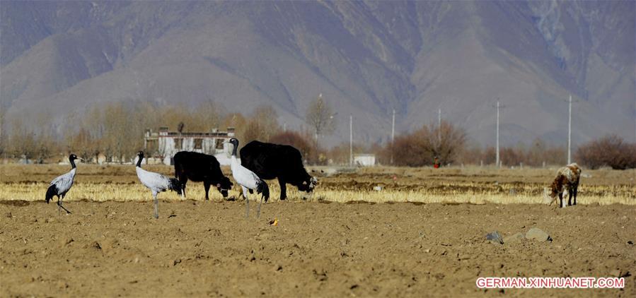 CHINA-TIBET-BLACK-NECKED CRANE (CN)