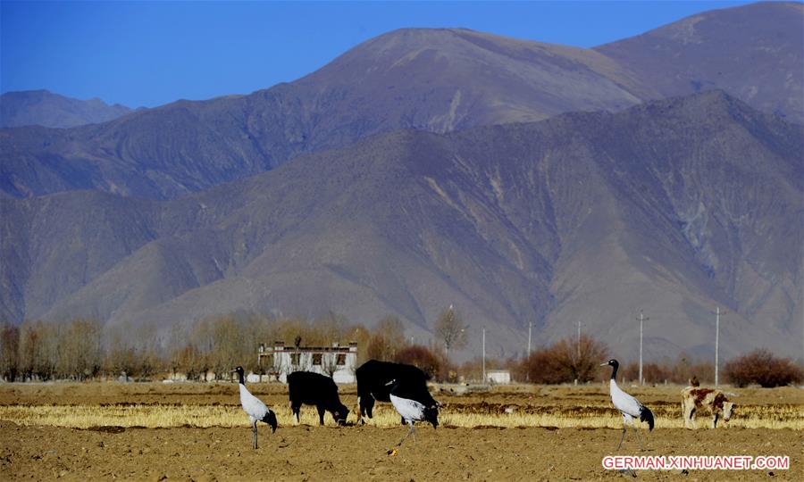 CHINA-TIBET-BLACK-NECKED CRANE (CN)