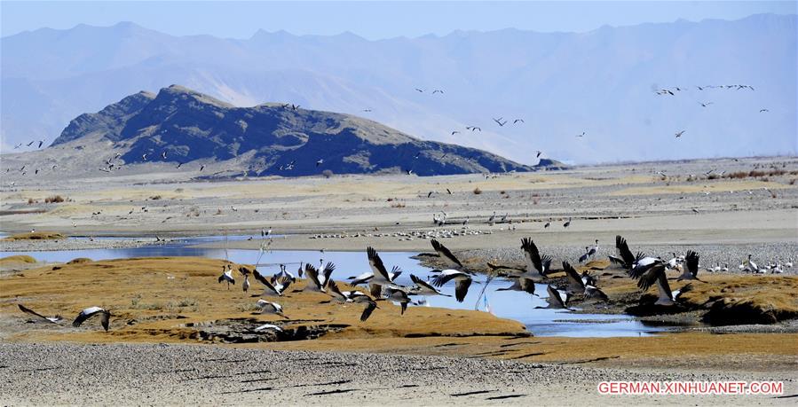 CHINA-TIBET-BLACK-NECKED CRANE (CN)