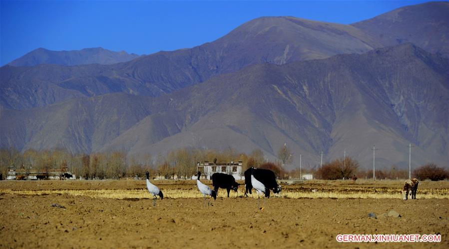 CHINA-TIBET-BLACK-NECKED CRANE (CN)