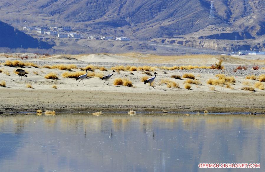 CHINA-TIBET-BLACK-NECKED CRANE (CN)