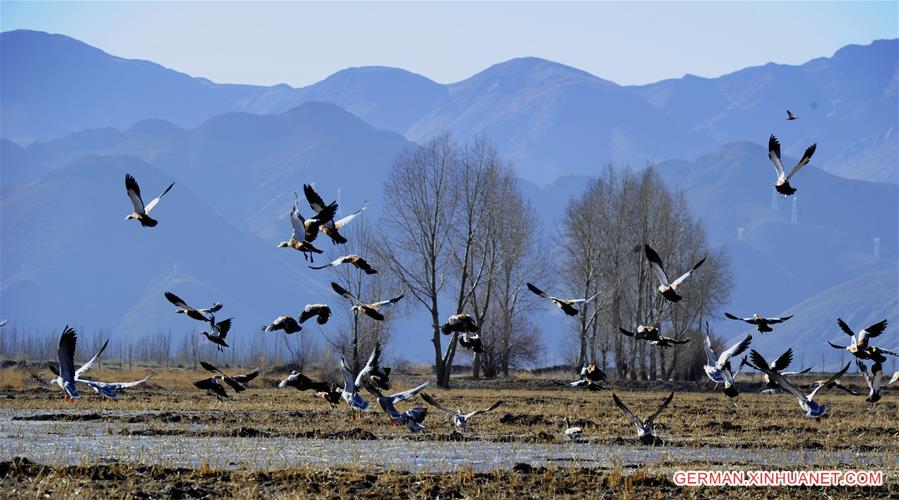 CHINA-TIBET-BLACK-NECKED CRANE (CN)