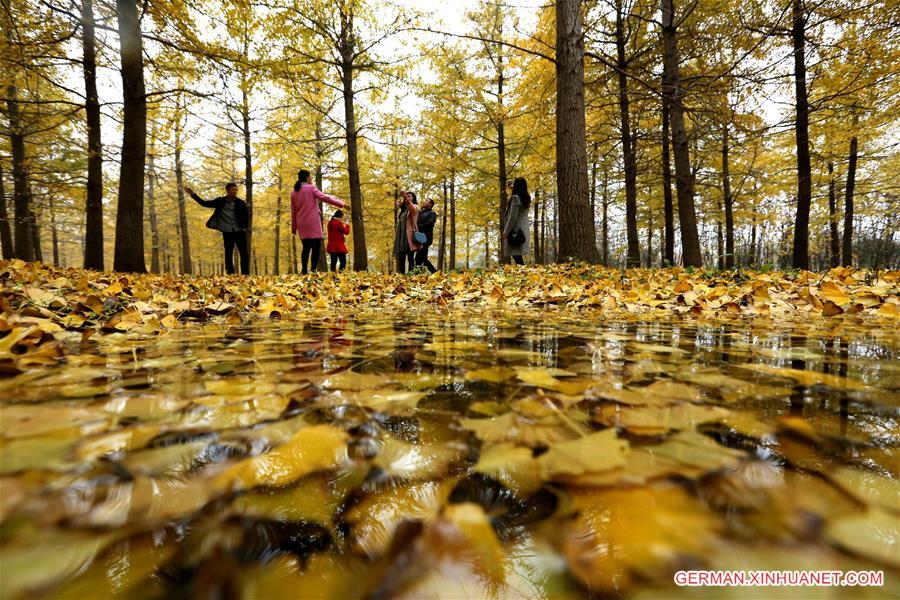 #CHINA-SHANDONG-GINKGO TREES (CN)