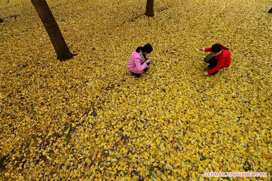 #CHINA-SHANDONG-GINKGO TREES (CN)