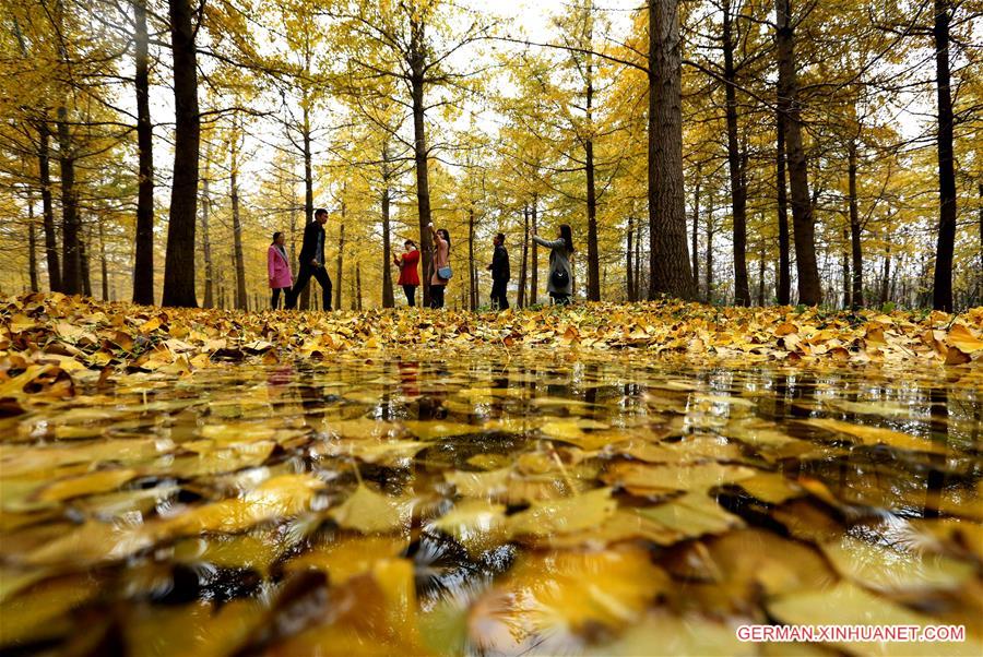 #CHINA-SHANDONG-GINKGO TREES (CN)