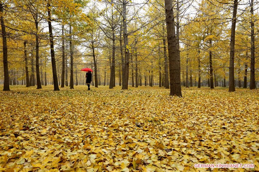 #CHINA-SHANDONG-GINKGO TREES (CN)