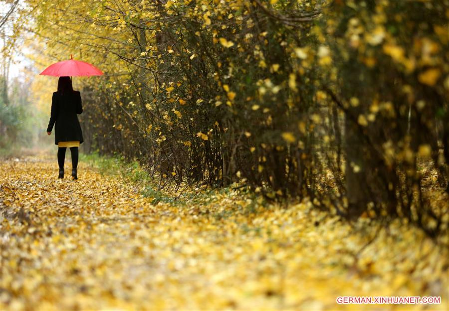 #CHINA-SHANDONG-GINKGO TREES (CN)