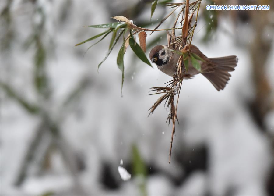 CHINA-BEIJING-SNOWFALL (CN)