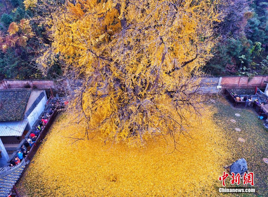 Goldener 'Teppich' unter 1400 Jahre altem Gingkobaum