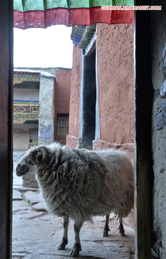 CHINA-TIBET-RONGPU MONASTERY (CN)