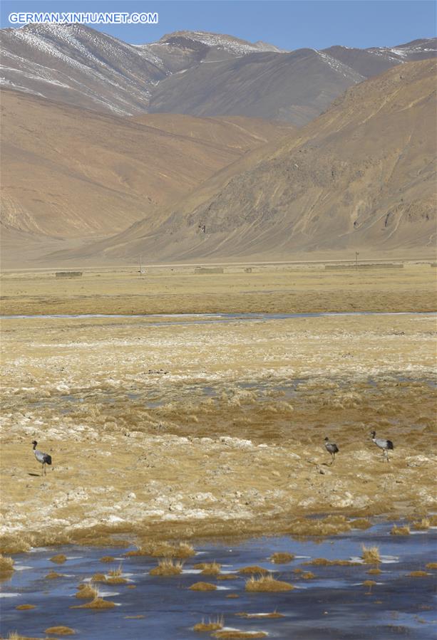 CHINA-TIBET-TINGRI-SCENERY (CN)