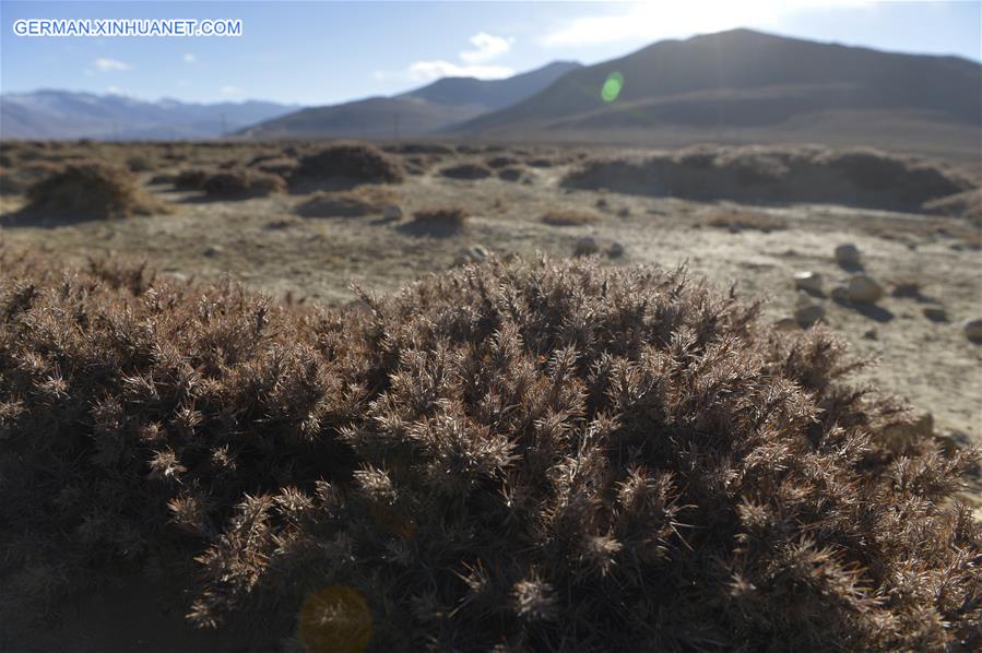 CHINA-TIBET-TINGRI-SCENERY (CN)