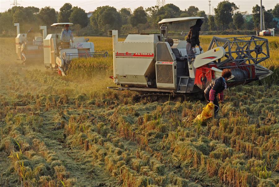 CHINA-ZHEJIANG-HUZHOU-FARM WORK (CN)