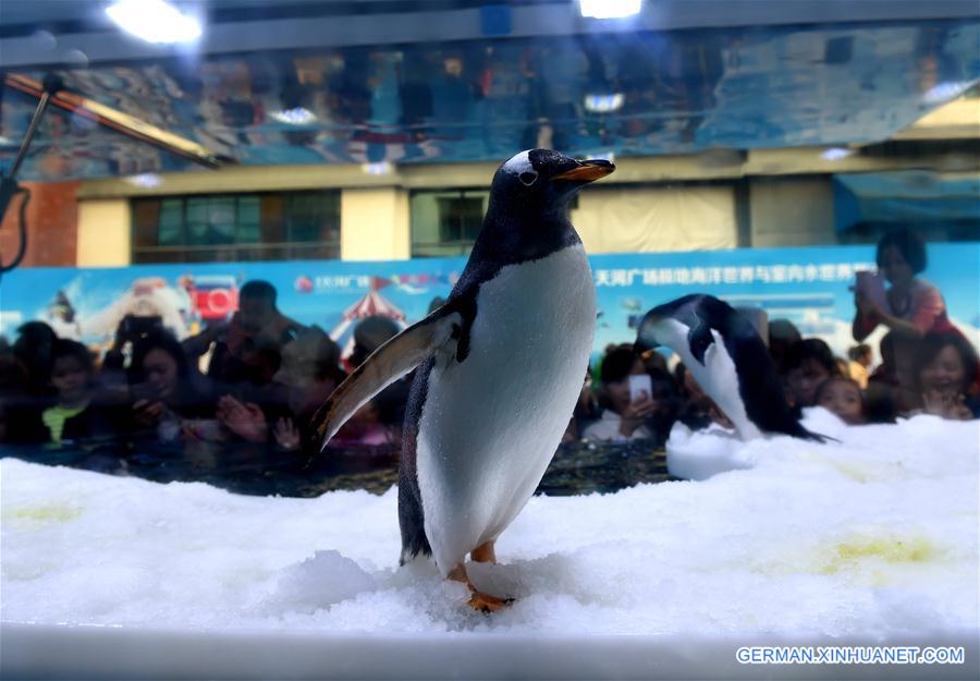 CHINA-NANNING-PENGUIN(CN)