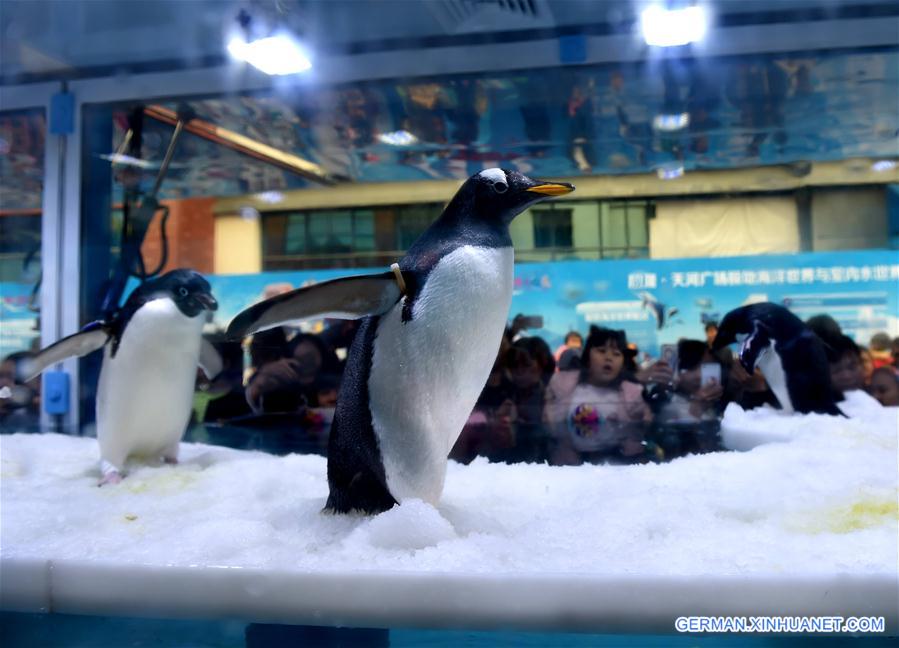 CHINA-NANNING-PENGUIN(CN)