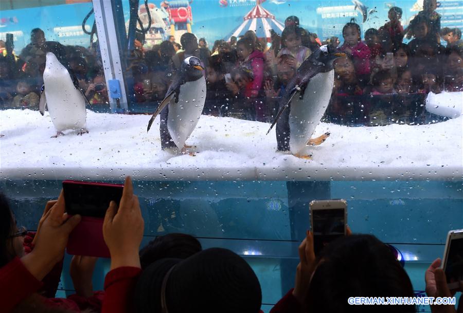 CHINA-NANNING-PENGUIN(CN)