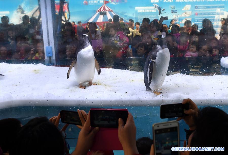 CHINA-NANNING-PENGUIN(CN)