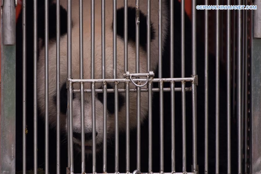 CHINA-MACAO-GIANT PANDA-DEPARTURE (CN)