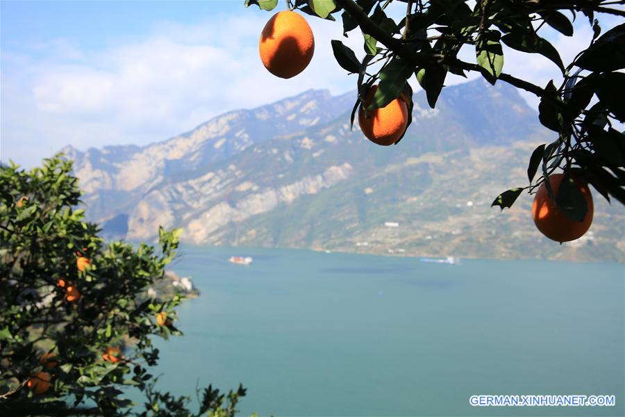 #CHINA-HUBEI-ZIGUI-NAVEL ORANGES (CN)