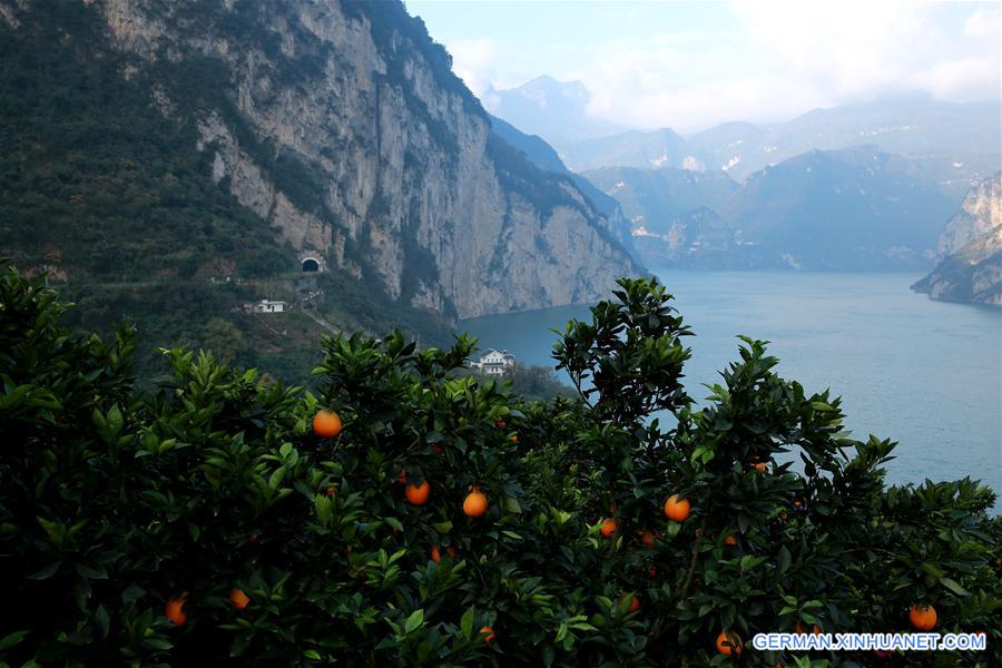 #CHINA-HUBEI-ZIGUI-NAVEL ORANGES (CN)