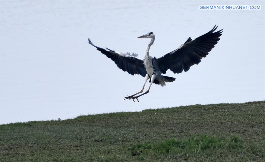 CHINA-HUNAN-MIGRATORY BIRDS (CN)