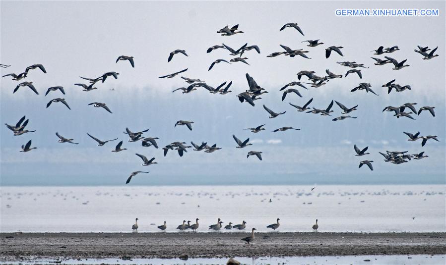 CHINA-HUNAN-MIGRATORY BIRDS (CN)