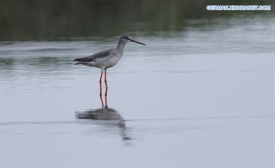 CHINA-HUNAN-MIGRATORY BIRDS (CN)