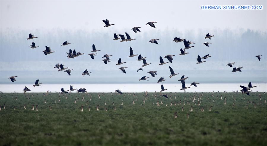 CHINA-HUNAN-MIGRATORY BIRDS (CN)