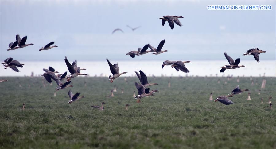 CHINA-HUNAN-MIGRATORY BIRDS (CN)