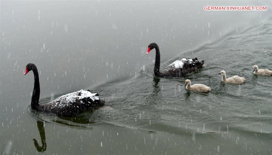 Weekly Choices of Xinhua Photo: Icy China