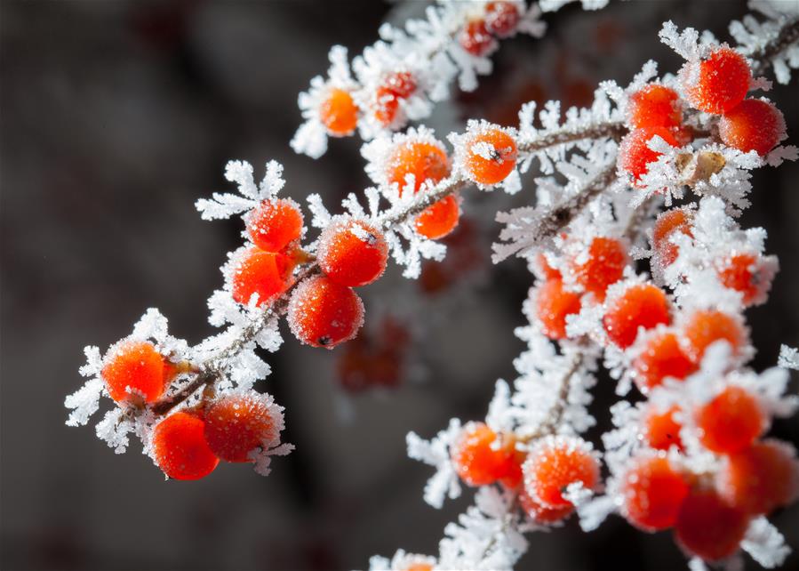 #CHINA-INNER MONGOLIA-HOHHOT-RIME(CN)