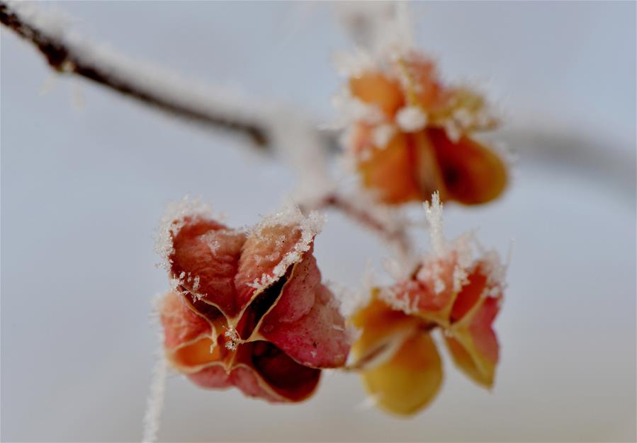 #CHINA-INNER MONGOLIA-HOHHOT-RIME(CN)