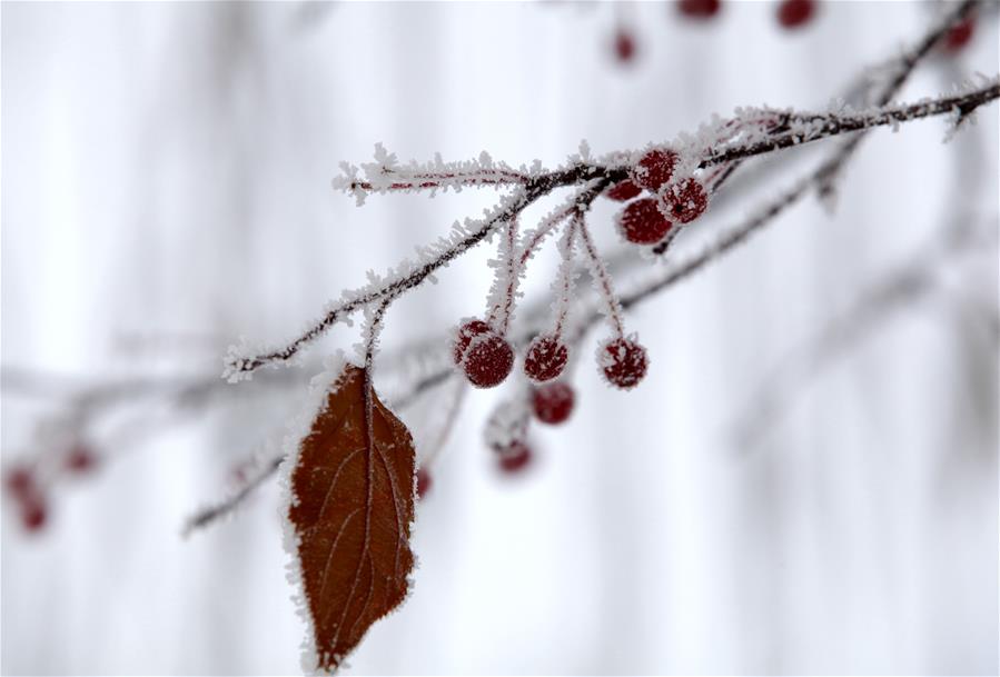 #CHINA-INNER MONGOLIA-HOHHOT-RIME(CN)