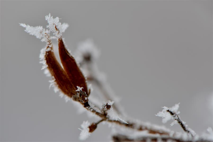 #CHINA-INNER MONGOLIA-HOHHOT-RIME(CN)