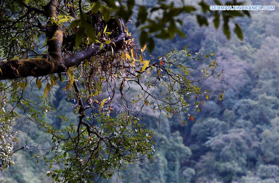 CHINA-YUNNAN-EASTERN BLACK CRESTED GIBBON(CN)