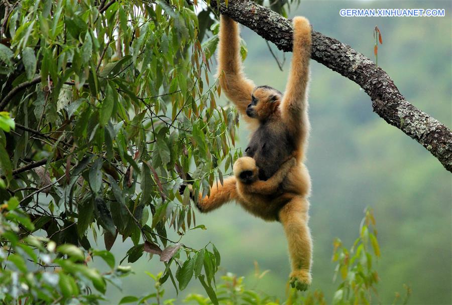 #CHINA-YUNNAN-EASTERN BLACK CRESTED GIBBON(CN)