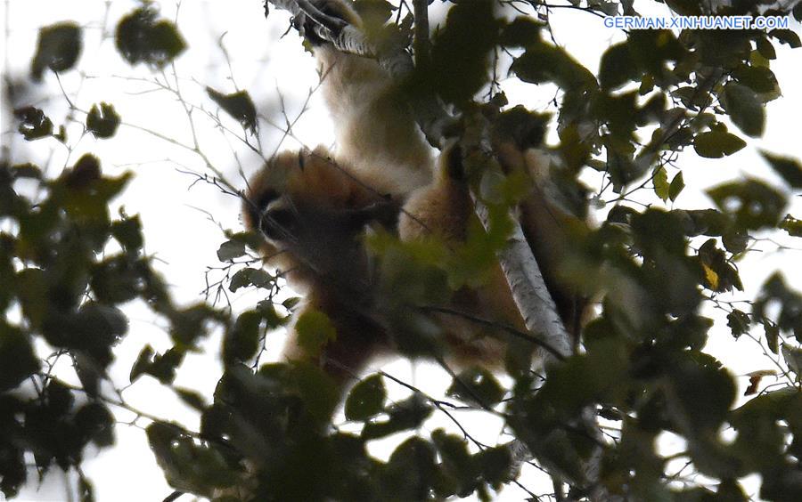 CHINA-YUNNAN-EASTERN BLACK CRESTED GIBBON(CN)