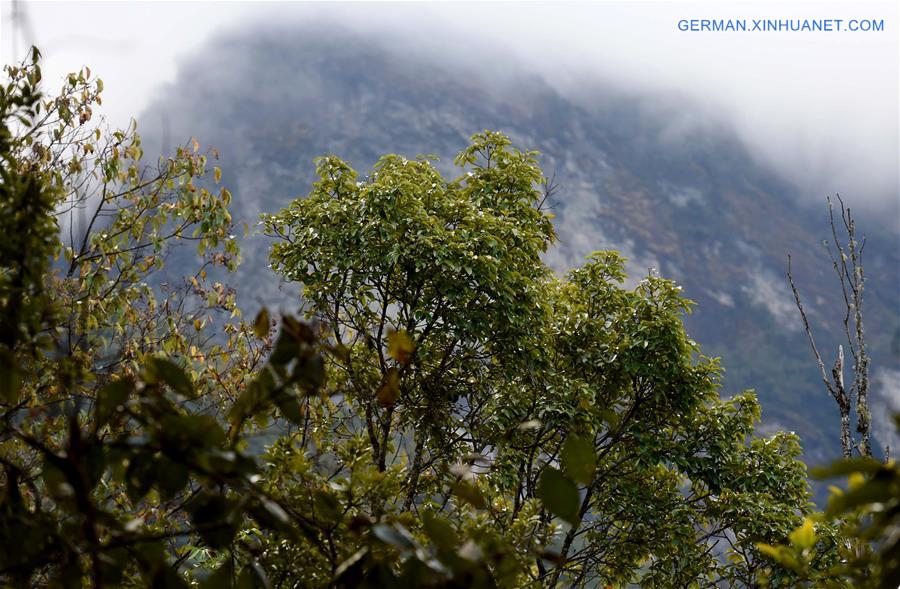 CHINA-YUNNAN-EASTERN BLACK CRESTED GIBBON(CN)