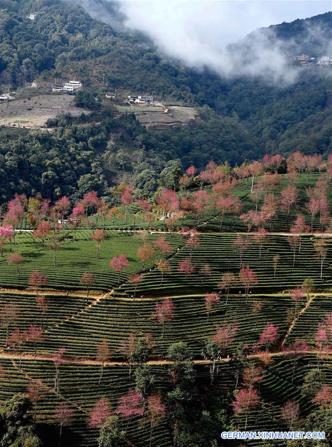 CHINA-YUNNAN-KUNMING-WINTER CHERRY (CN)   