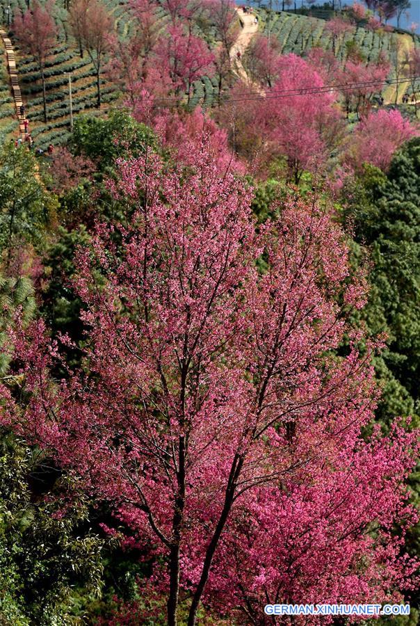 CHINA-YUNNAN-KUNMING-WINTER CHERRY (CN)   