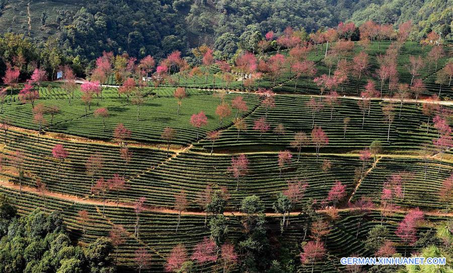 CHINA-YUNNAN-KUNMING-WINTER CHERRY (CN)   