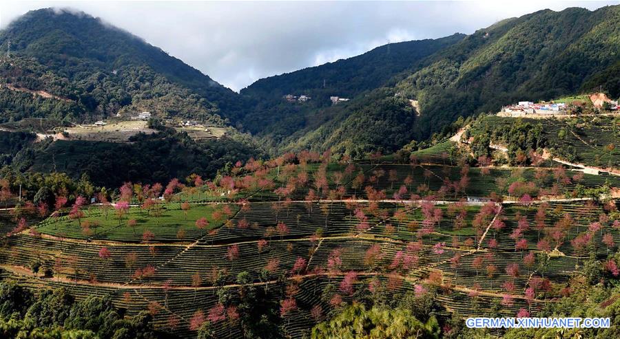 CHINA-YUNNAN-KUNMING-WINTER CHERRY (CN)   