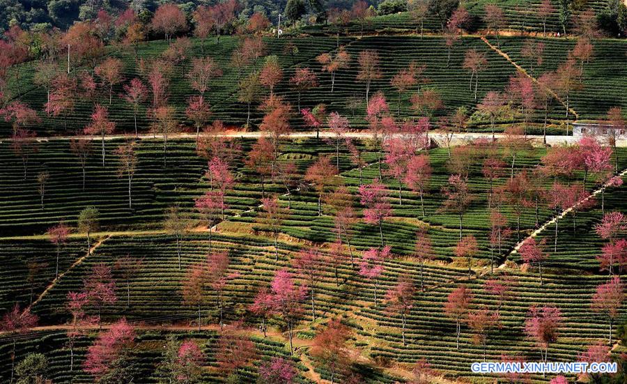 CHINA-YUNNAN-KUNMING-WINTER CHERRY (CN)   