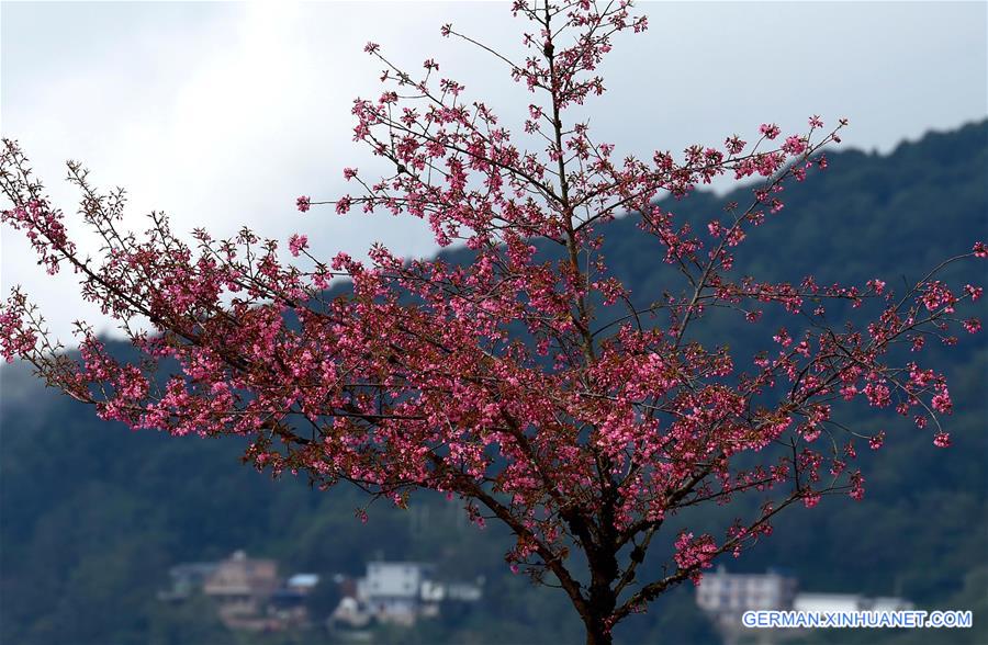 CHINA-YUNNAN-KUNMING-WINTER CHERRY (CN)   