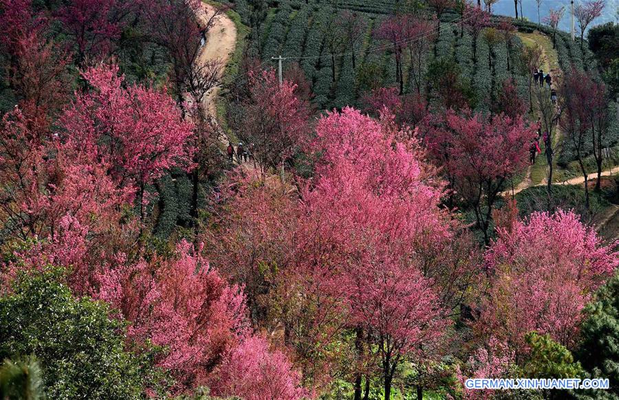 CHINA-YUNNAN-KUNMING-WINTER CHERRY (CN)   