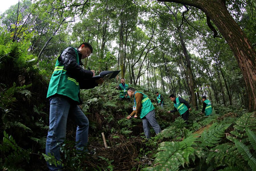 #CHINA-SICHUAN-YIBIN-CUIPING MOUNTAIN (CN)