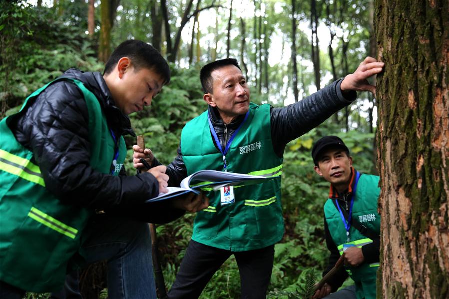 #CHINA-SICHUAN-YIBIN-CUIPING MOUNTAIN (CN)